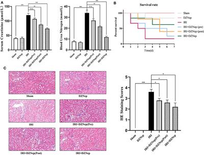 Histone Methylation Inhibitor DZNep Ameliorated the Renal Ischemia-Reperfusion Injury via Inhibiting TIM-1 Mediated T Cell Activation